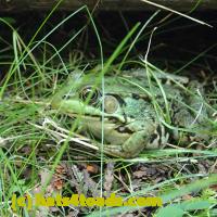 /home//u458753944/public_html/sourcegallery///Frogs/Mixed frogs/P8150211.JPG